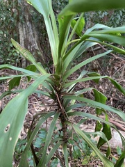 Cordyline rubra