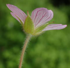 Geranium ornithopodon