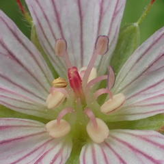 Geranium ornithopodon