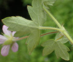 Geranium ornithopodon