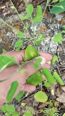 Porophyllum ruderale