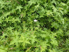 Geranium ornithopodon