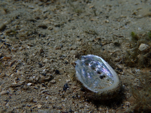 Puž puzlatka (Haliotis tuberculata tuberculata)