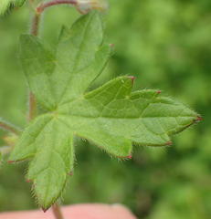Geranium ornithopodon