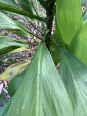 Cordyline manners-suttoniae