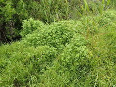 Geranium ornithopodon