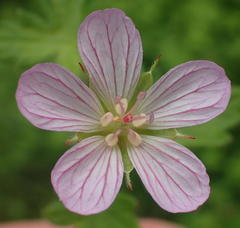 Geranium ornithopodon