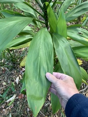 Cordyline manners-suttoniae