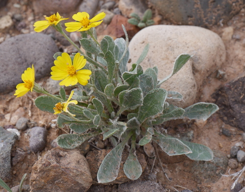 Baker's paperflower (Psilostrophe bakeri)