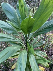 Cordyline manners-suttoniae