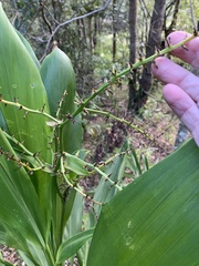 Cordyline manners-suttoniae