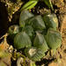 Haworthia cooperi pilifera - Photo (c) Adriaan Grobler, some rights reserved (CC BY-NC), uploaded by Adriaan Grobler