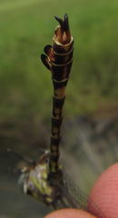 Paragomphus cognatus