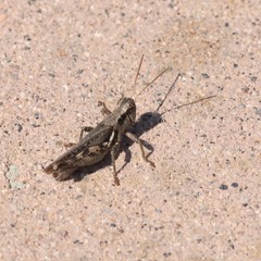 Melanoplus cinereus