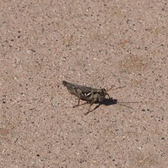 Melanoplus cinereus