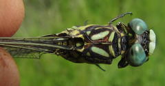 Paragomphus cognatus