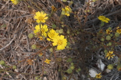 Deinandra increscens