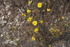 Deinandra increscens