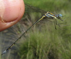 Lestes plagiatus