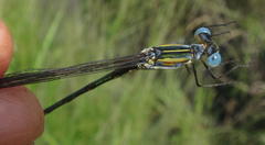 Lestes plagiatus
