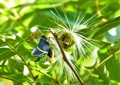 Mysoria barcastus