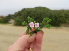 Euchaetis albertiniana