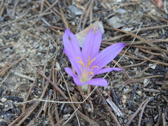 Colchicum filifolium