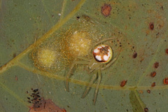 Araneus guttulatus