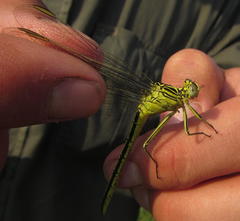 Notogomphus praetorius
