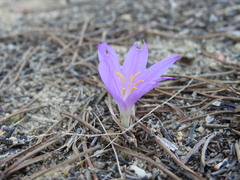 Colchicum filifolium