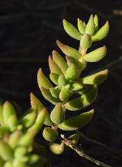 Crassula mesembryanthoides mesembryanthoides