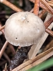 Mycena vitilis