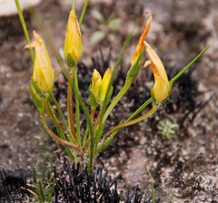 Romulea hirsuta cuprea