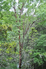 Betula utilis