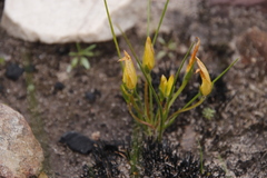 Romulea hirsuta cuprea