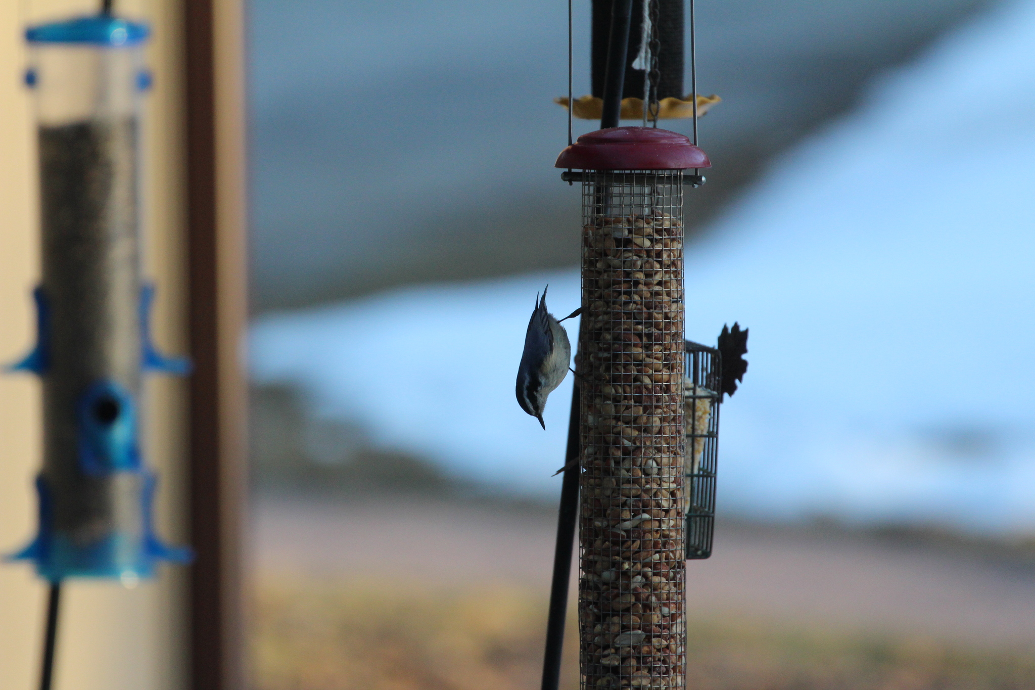 Red-breasted Nuthatch