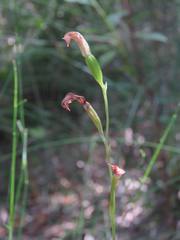 Pterostylis longifolia