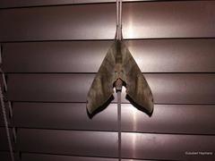 Pseudoclanis postica