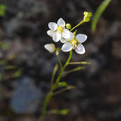 Heliophila diffusa flacca