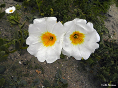 Nolana elegans