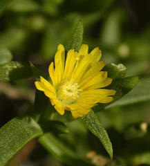 Delosperma versicolor