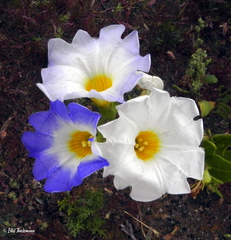 Nolana elegans
