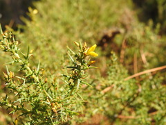 Ulex argenteus subsericeus