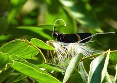 Mysoria barcastus