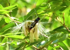 Mysoria barcastus