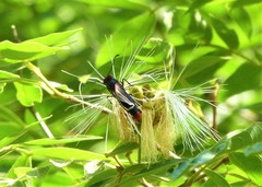 Mysoria barcastus