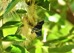 Mysoria barcastus