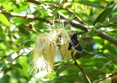 Mysoria barcastus
