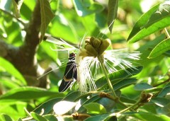 Mysoria barcastus