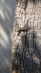 Sceloporus occidentalis